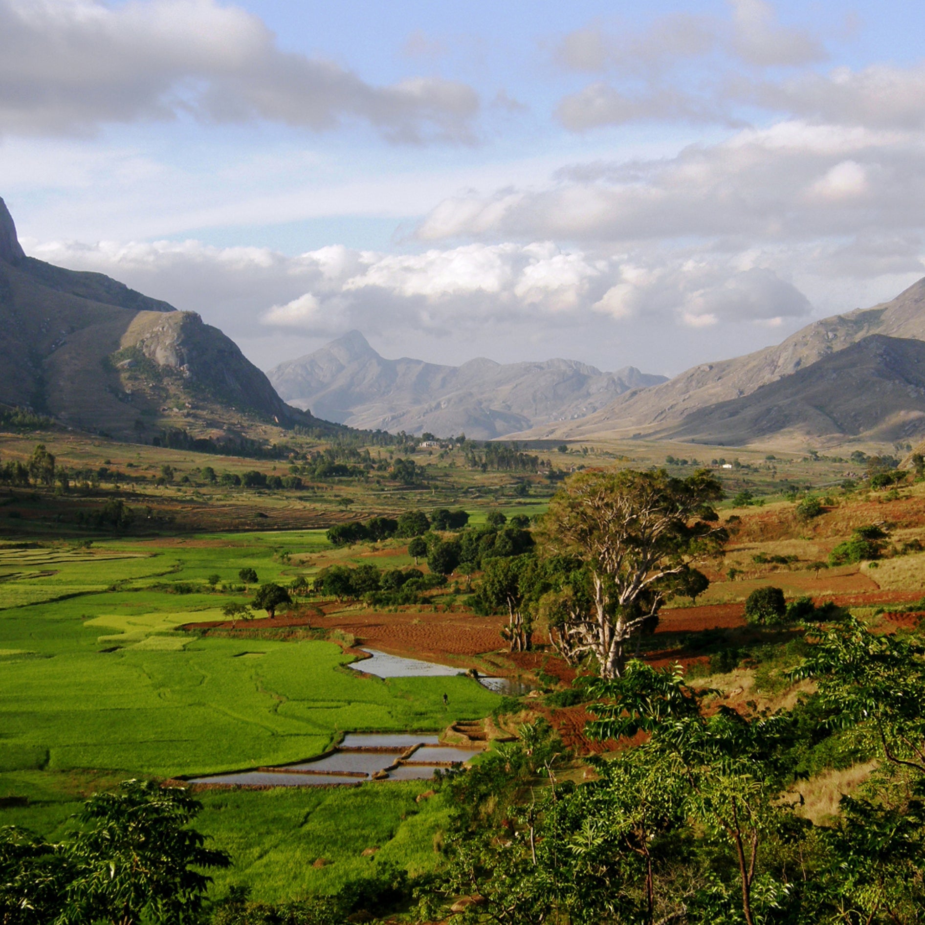 Ecosystème Les joyaux de madagascar